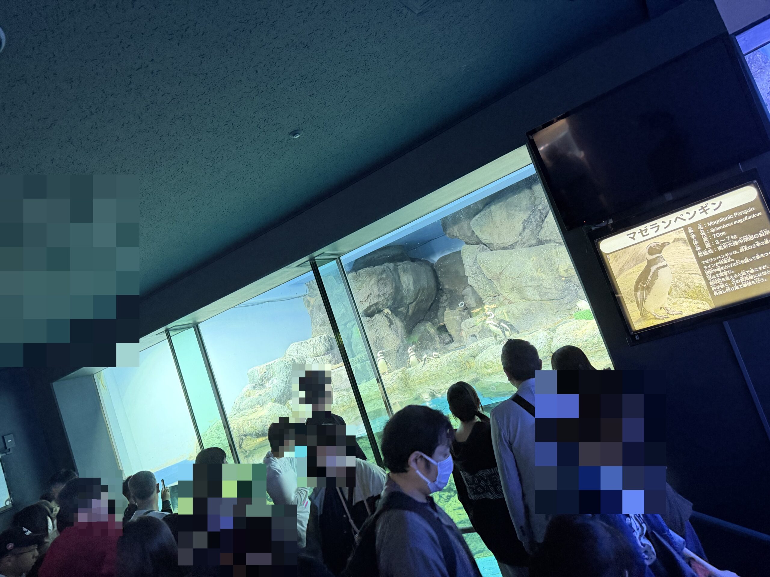 アクアミュージアムのペンギン展示