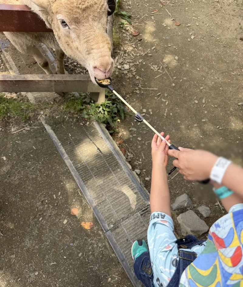 長い柄のスプーンで動物にエサをあげる子どもの手元